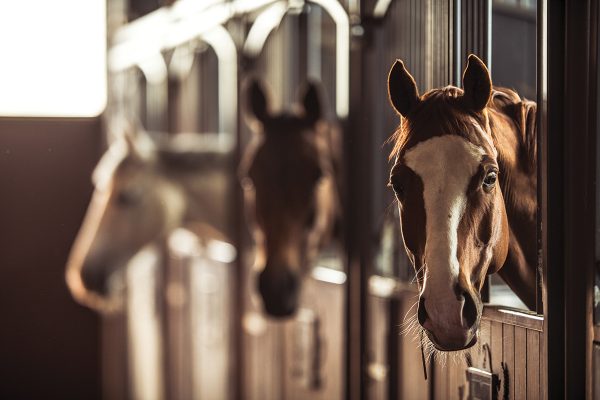 Great Things About Horse Stable Boarding